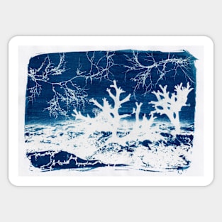 Sae and Algae Cyanotype Sticker